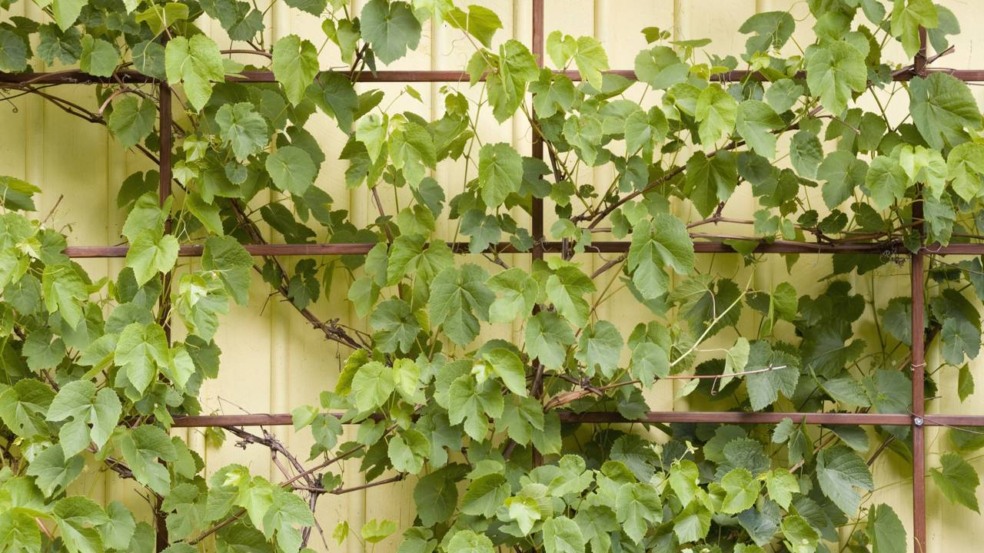 Planta trepadeira conduzida em suporte para crescer na vertical. Planta trepadeira conduzida em suporte para crescer na vertical.