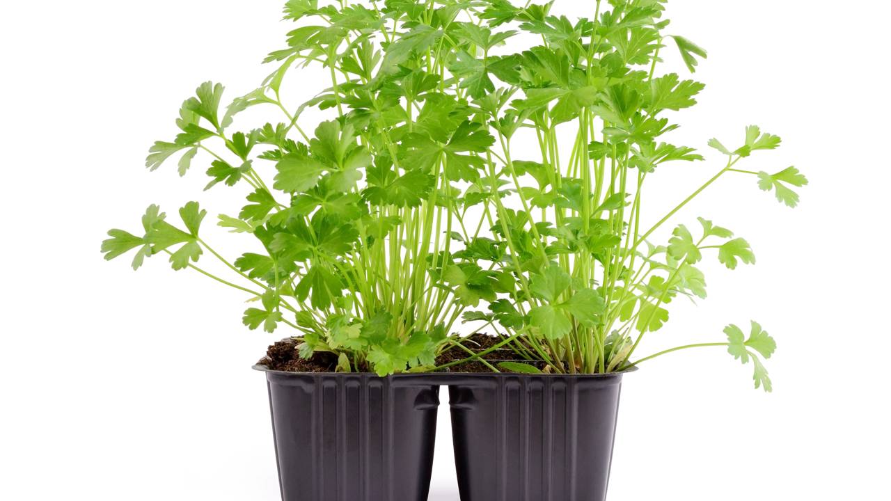 Vaso de salsinha em ambiente interno recebendo luz natural indireta