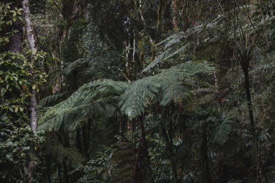 Novo &ldquo;fungo zumbi&rdquo; &eacute; descoberto na Mata Atl&acirc;ntica do Rio