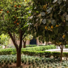 Quintal doméstico com diferentes árvores frutíferas produtivas e bem cultivadas.