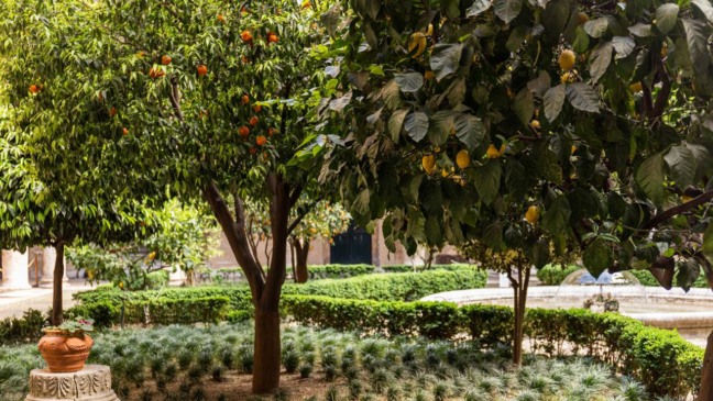Quintal doméstico com diferentes árvores frutíferas produtivas e bem cultivadas.