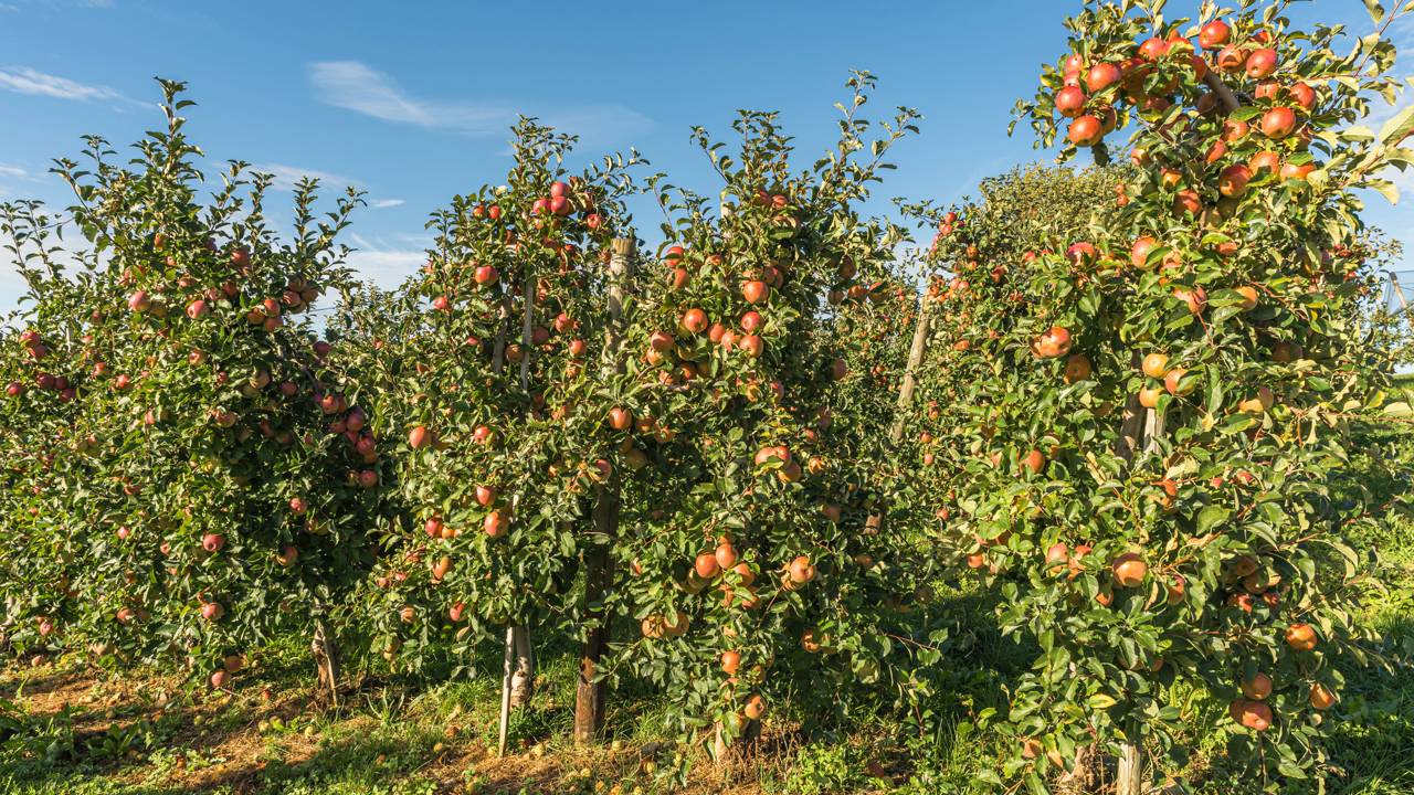 Cuidados simples como irriga&ccedil;&atilde;o controlada e aduba&ccedil;&atilde;o moderada mant&ecirc;m as &aacute;rvores saud&aacute;veis sem podas constantes.