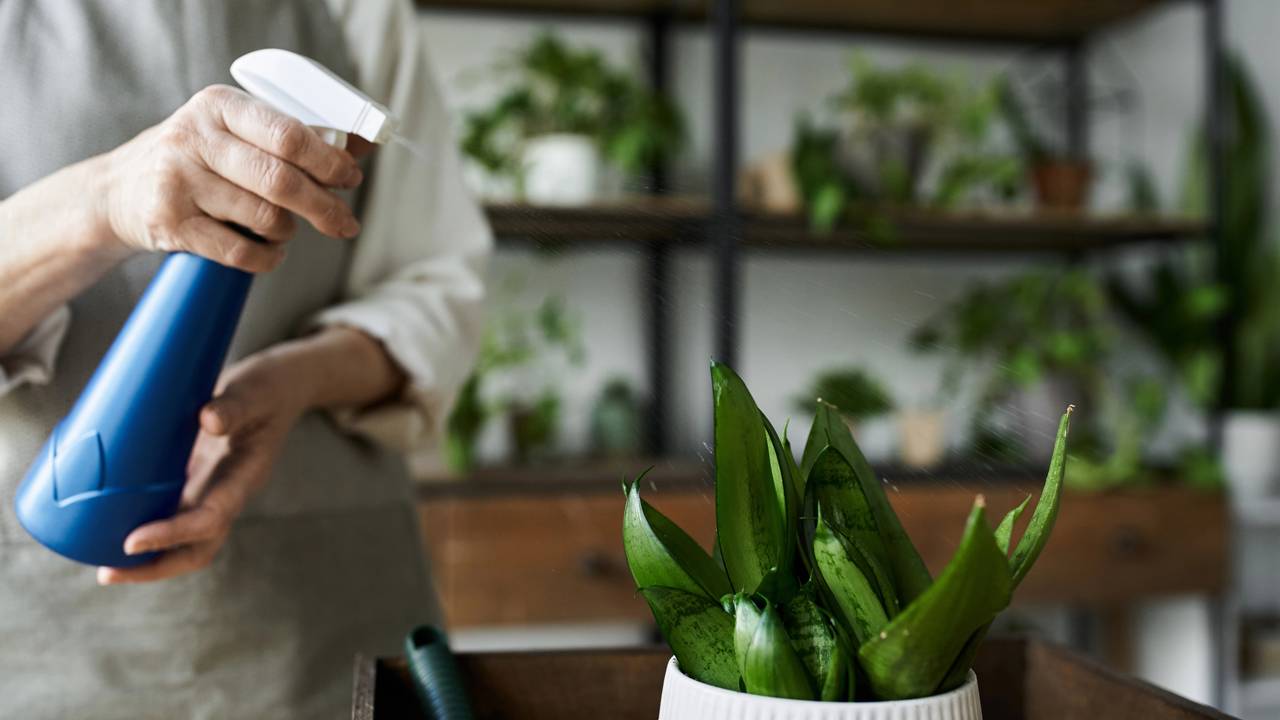 Planta de babosa cultivada em vaso em ambiente dom&eacute;stico bem iluminado.