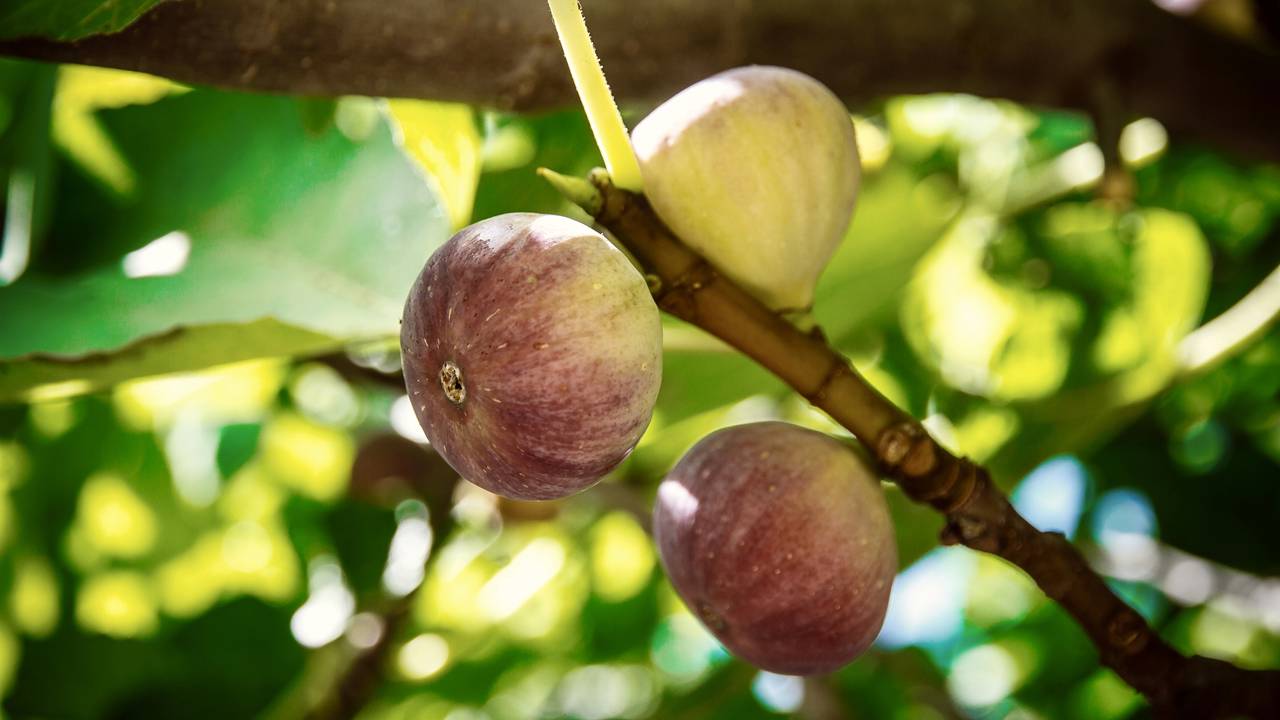 Cuidados simples garantem boa produ&ccedil;&atilde;o de figos em casa.