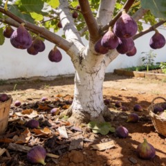 Plantar figo no quintal garante frutas sem agrotóxicos com cuidados simples