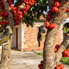 Plantar pitanga em casa atrai pássaros e garante frutos frescos o ano todo