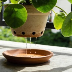 Técnica simples de drenagem ajuda a evitar o apodrecimento de plantas em vasos e jardins