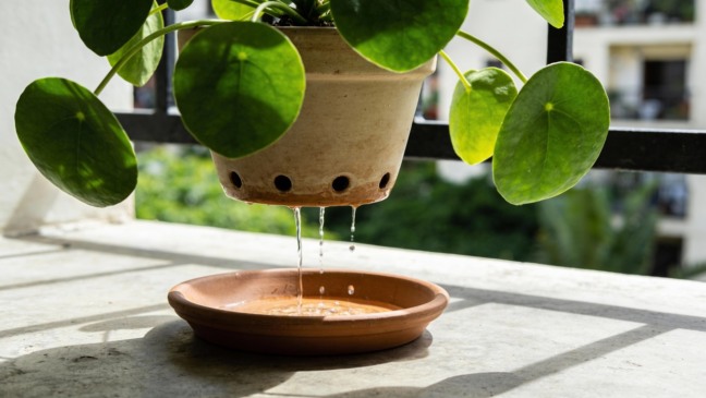 Técnica simples de drenagem ajuda a evitar o apodrecimento de plantas em vasos e jardins