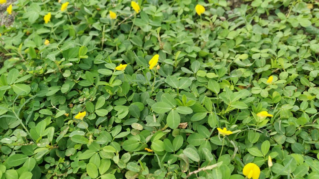 Grama-amendoim resistente ao calor extremo formando tapete verde em Niter&oacute;i.