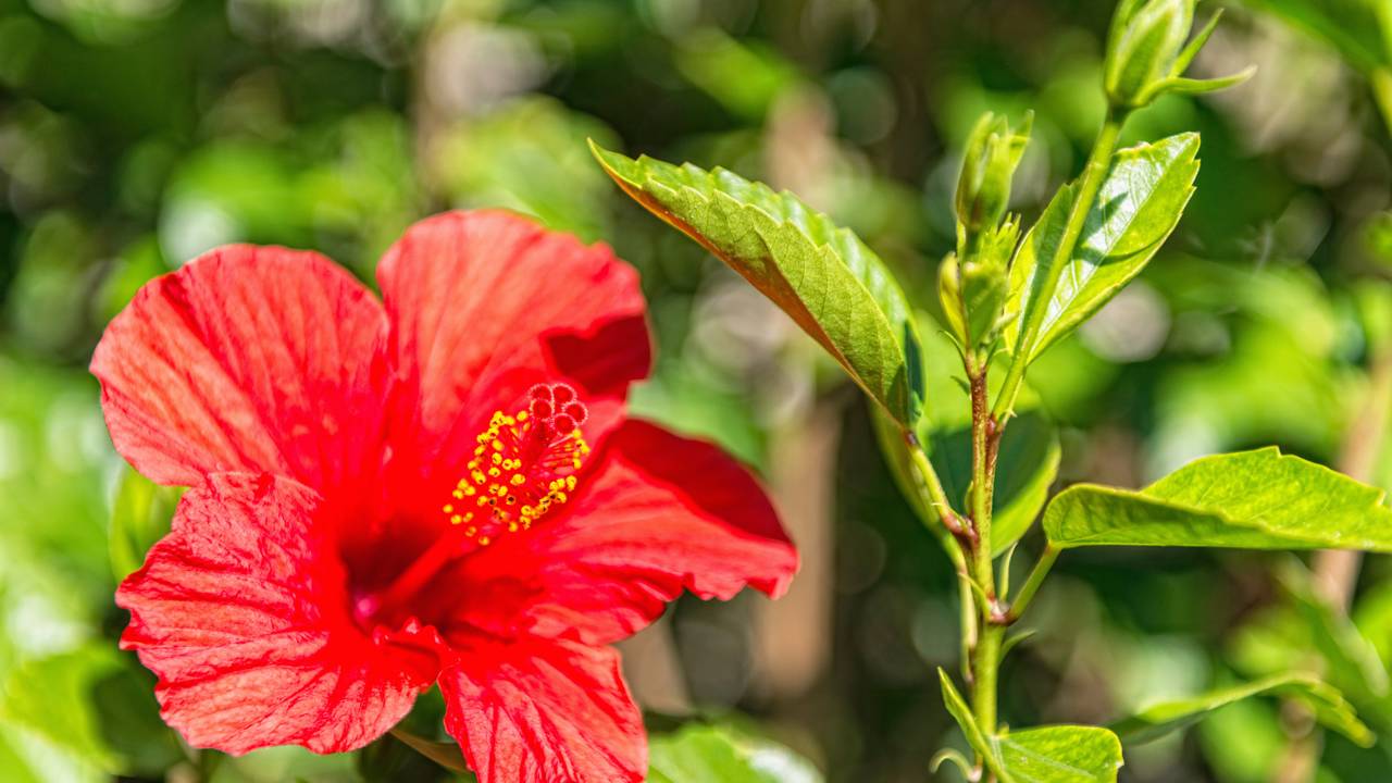 Manter o solo úmido sem encharcar é essencial para que o hibisco floresça o ano inteiro.