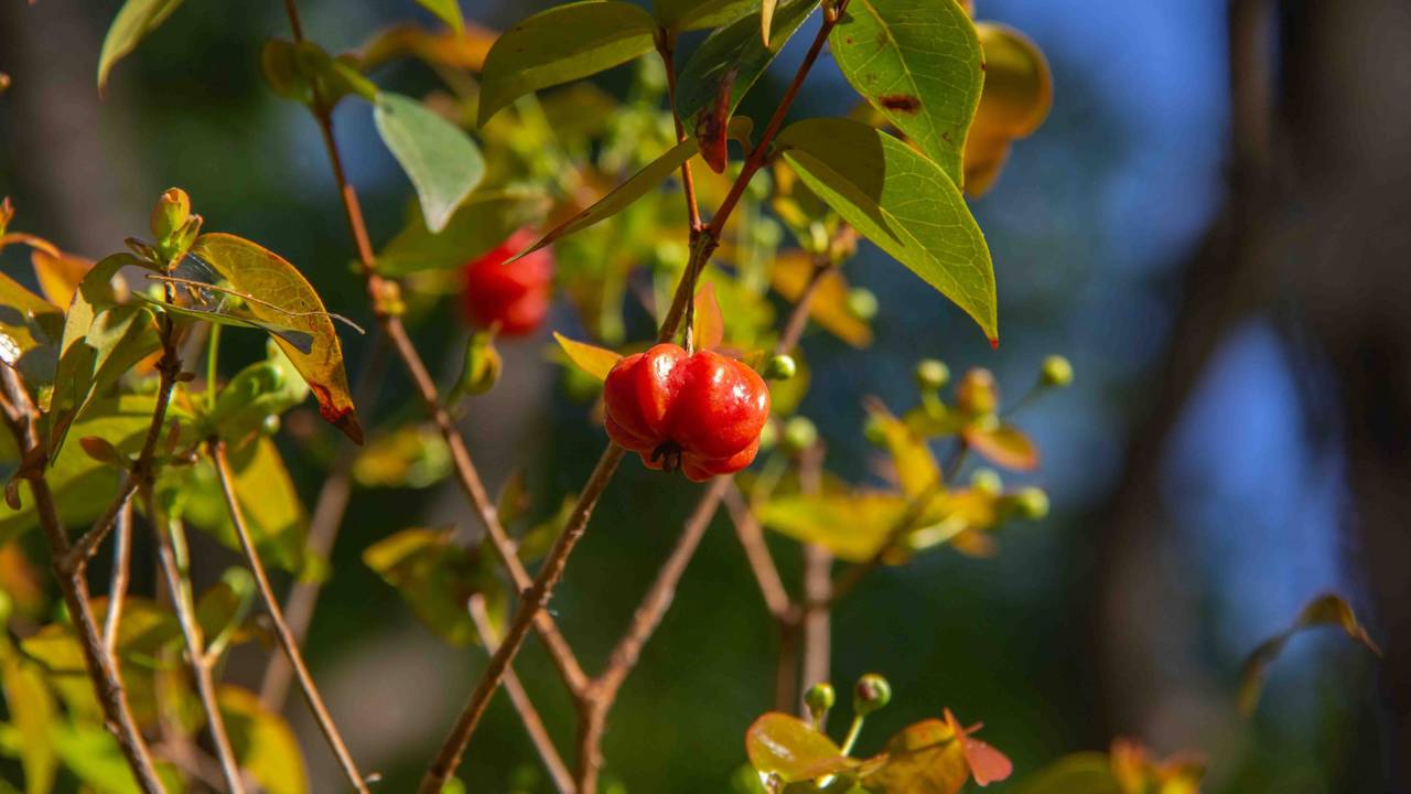 Pitangueira se destaca como &aacute;rvore frut&iacute;fera segura para cal&ccedil;adas urbanas.