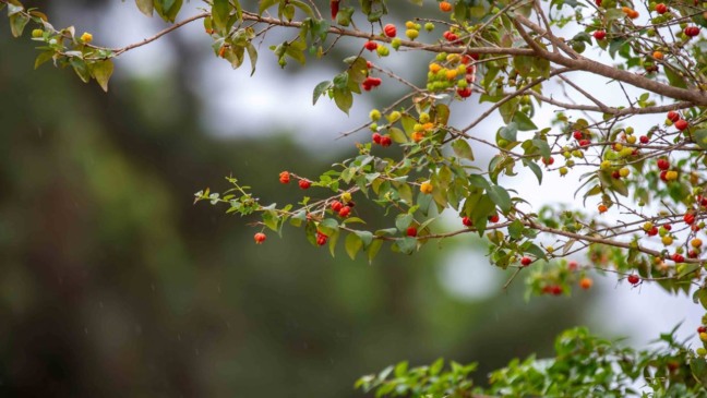 Pitangueira re&uacute;ne porte moderado, ra&iacute;zes controladas e produ&ccedil;&atilde;o de frutos doces.