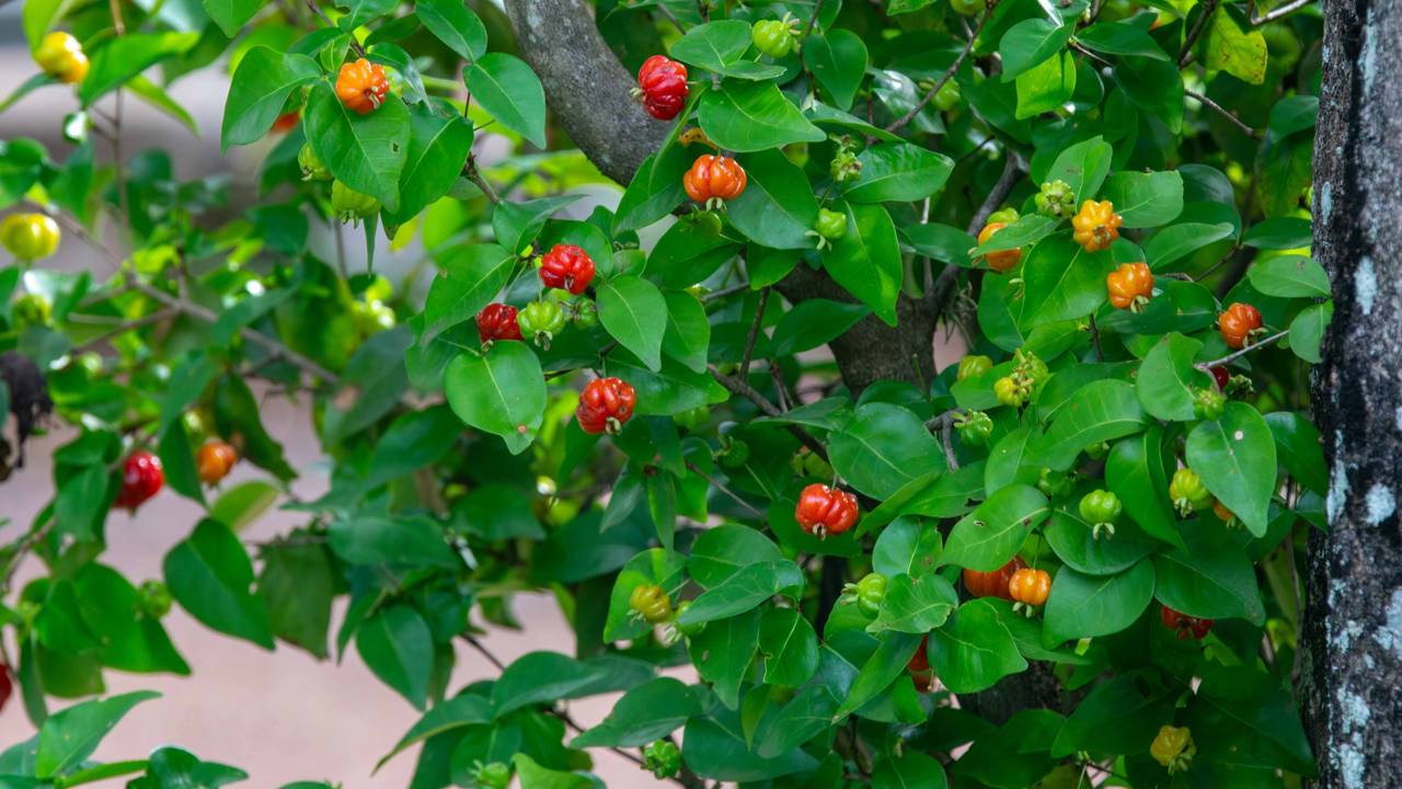 Pitangueira cultivada em casa come&ccedil;a a frutificar e atrai p&aacute;ssaros de forma natural.