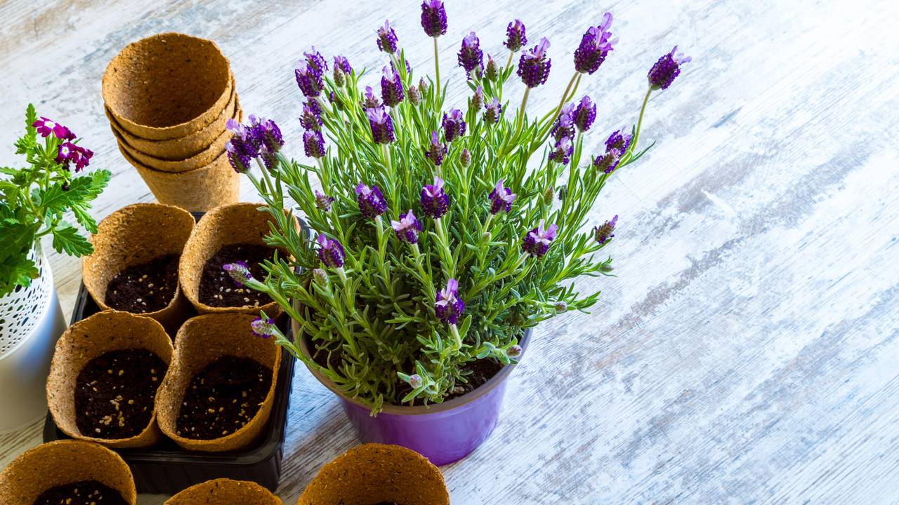 Organização do canteiro valoriza lavanda em áreas pequenas.