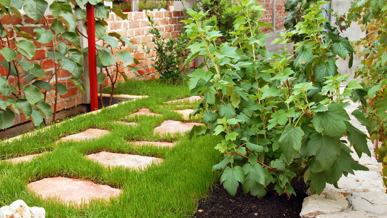 Plantar uva em quintal pequeno é possível quando a planta recebe sol direto e suporte adequado.