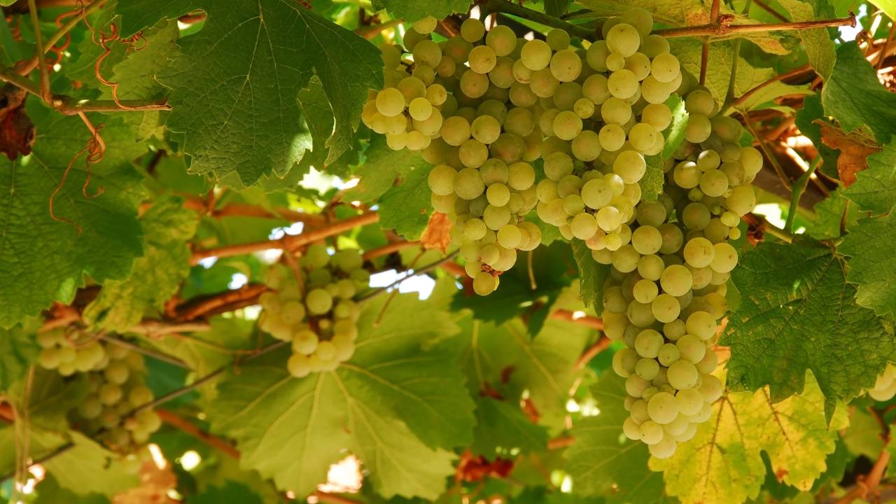 Planta de uva podada corretamente para melhorar a produção em quintal pequeno.