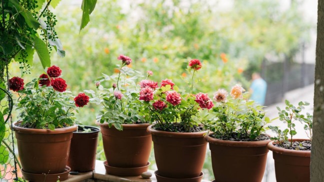 Muda de rosa com folhas firmes e sem manchas, ideal para plantar em casa.