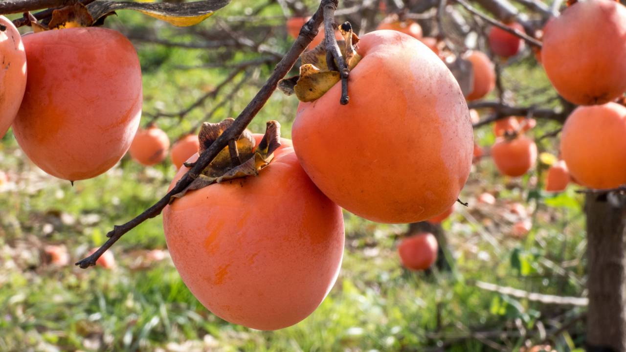 Árvore de caqui crescendo em jardim compacto com espaço reduzido.