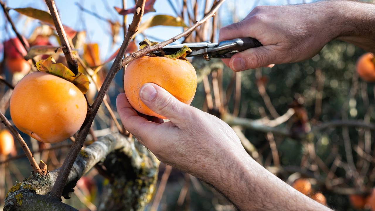 Caquis maduros pendurados na árvore prontos para colheita.