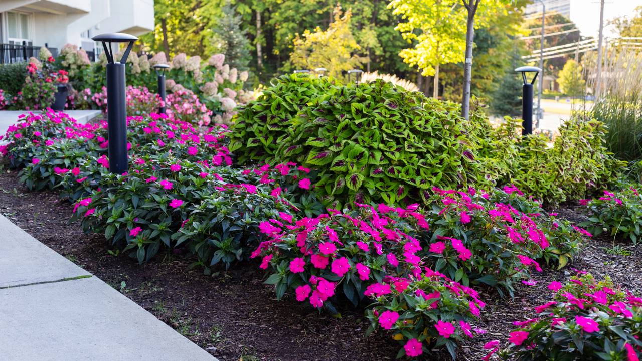 Flores ideais para entrada de casa com visual limpo e elegante.